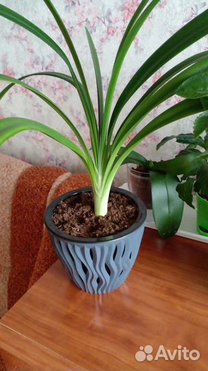 Кливия Гардена