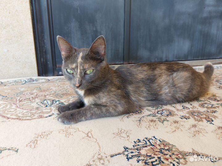 Кошка