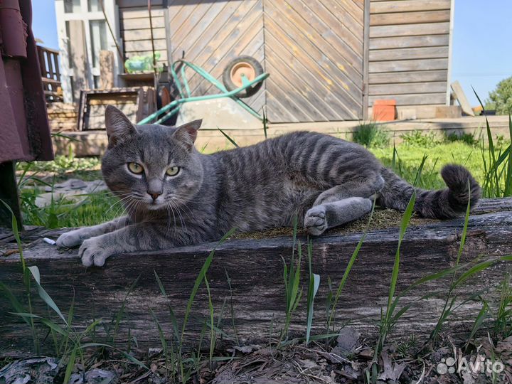 Кот в добрые руки