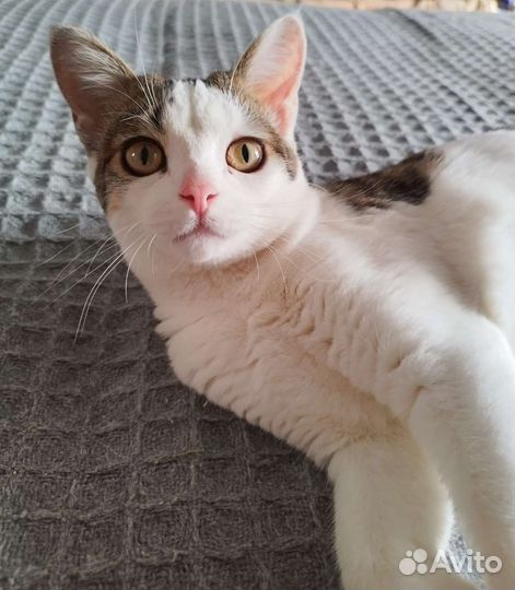 Японский бобтейл