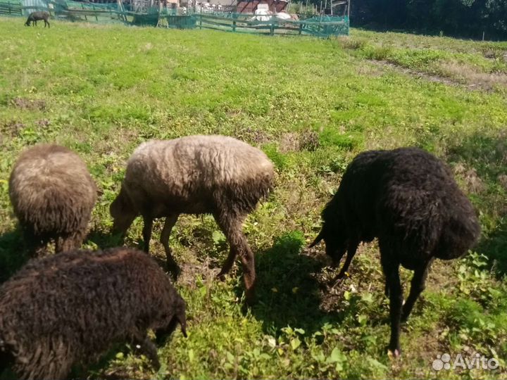 Овцы бараны ягнята оптом