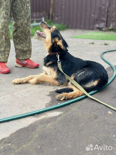 Собака в добрые руки