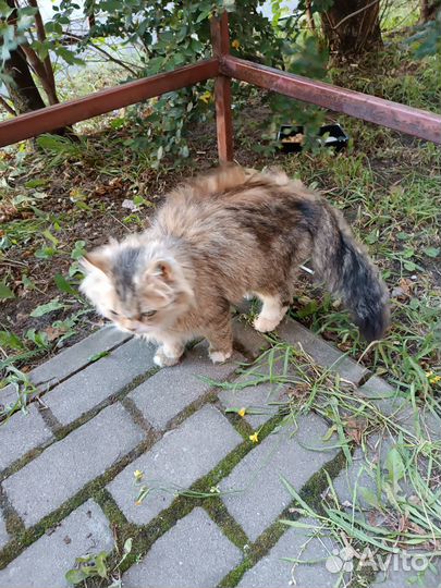 Ищим хозяина прекрасной, ласковой киса