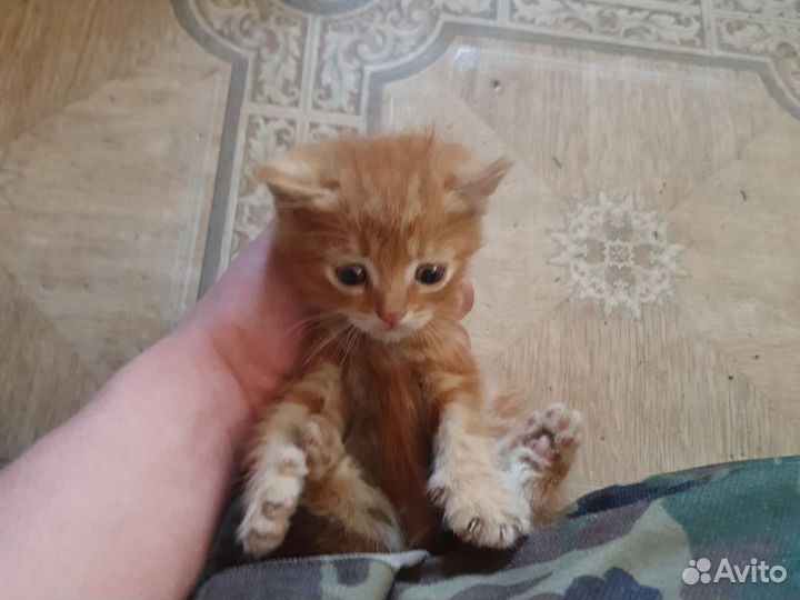 Продаю котёнка