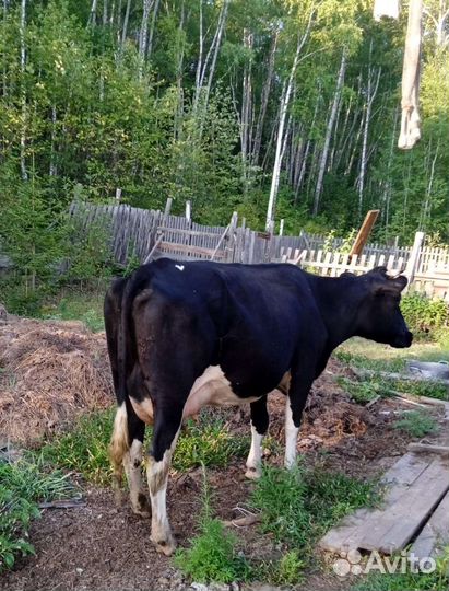 Корова дойная