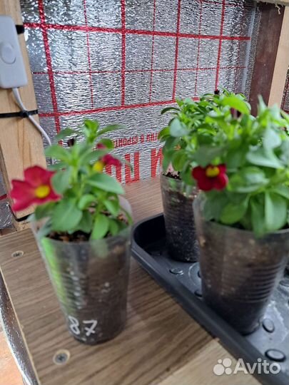 Вегетка от Елены