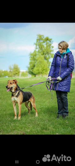 Собака бесплатно