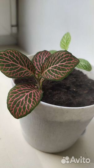 Фиттония микс