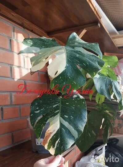 Мостера тайское созвездие