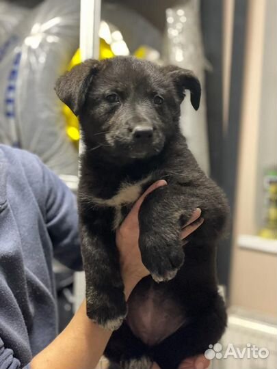 Щенки 2 месяца девочки