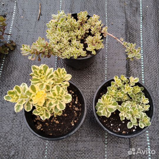 Очиток скальный