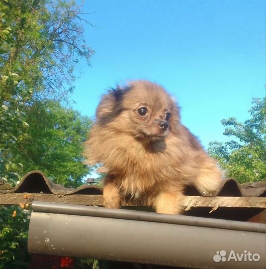 Малышка Чихуахуа шпиц мини мерле