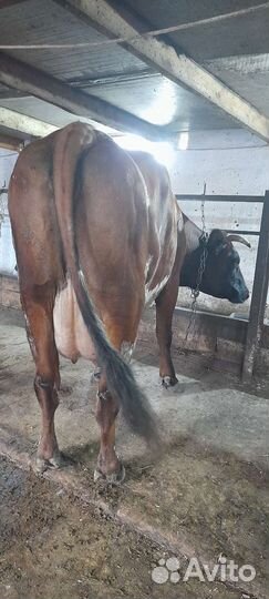 Корова дойная