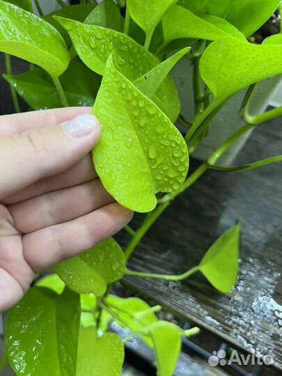 Сциндапсус неон /лемон лайм