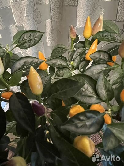 Перец комнатный острый