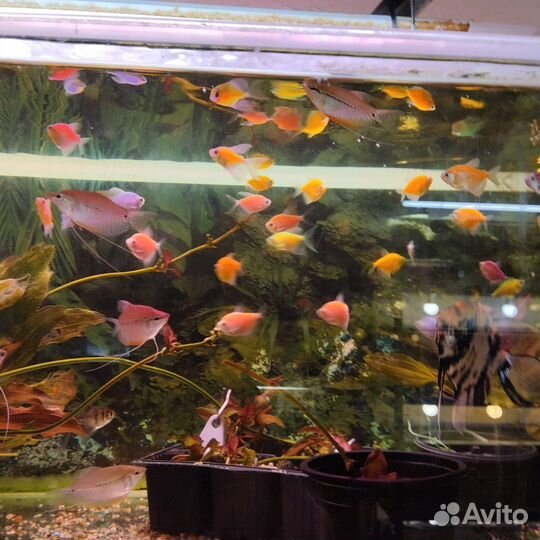 Растения, рыбки