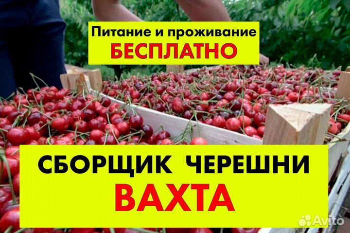 Рабочий на сбор черешни вахта с питанием Крым