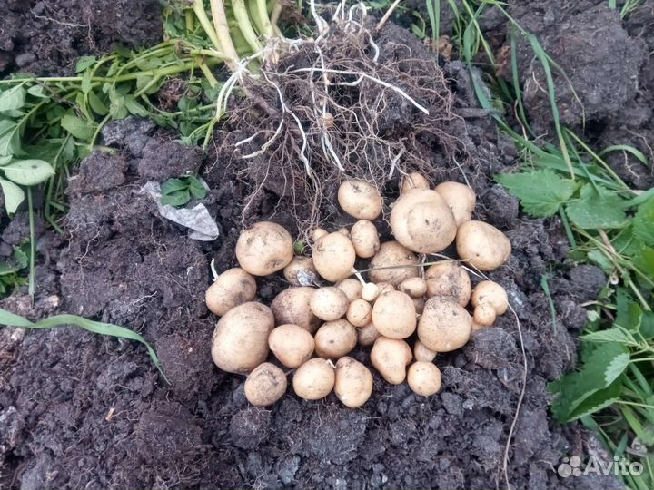 Компост - удобрение