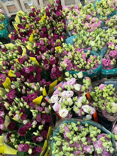 Эустома букет, цветы Эустомы