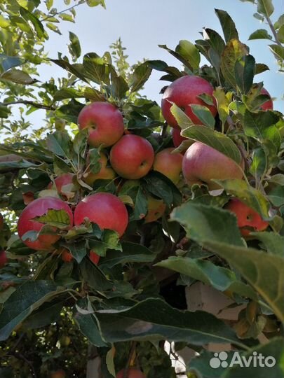 Домашняя петрушка, сельдерей, яблоки, груши