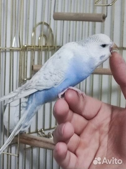 Волнистый попугай с клеткой