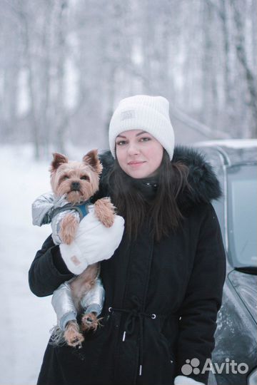 Случка йорк стандарт