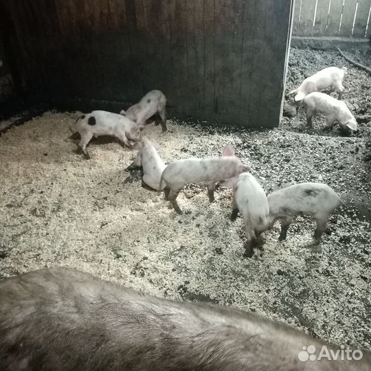 Продажа поросят
