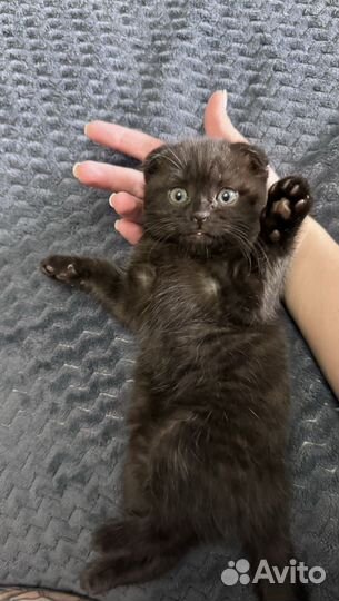 Вислоухие котята