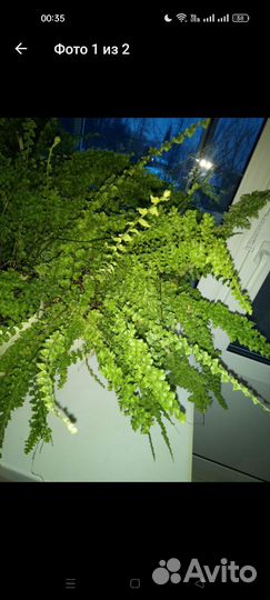 Комнатные растения - обмен