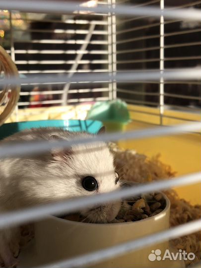 Джунгарский хомяк с клеткой бесплатно бронь