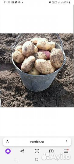 Продам картошку