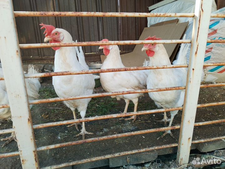 Куры несушки продам