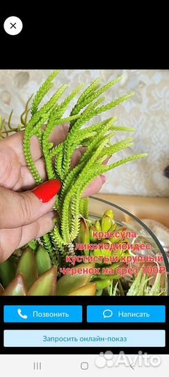 Суккуленты, Церопегия Вуда вар