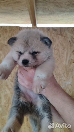 Щенки акита-ину