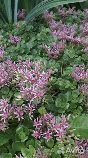 Цветы для сада