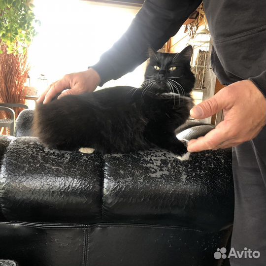 Кошка