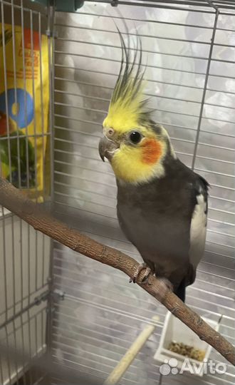 Корелла пара