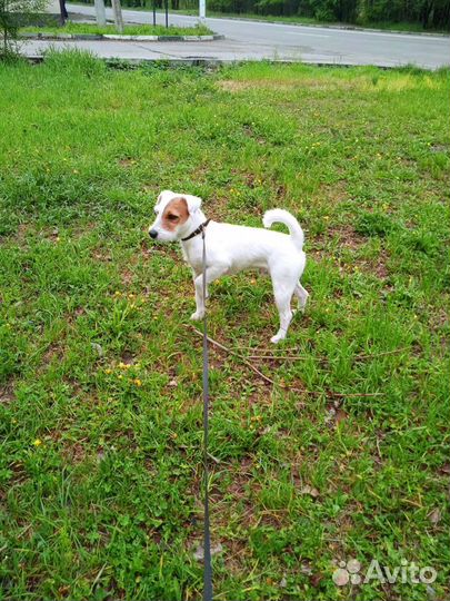 Случка собак Парсон Рассел Терьер