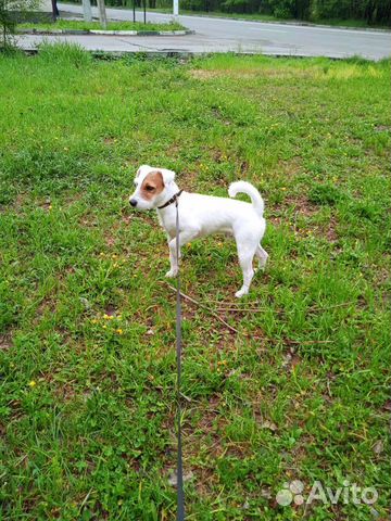 Случка собак Парсон Рассел Терьер