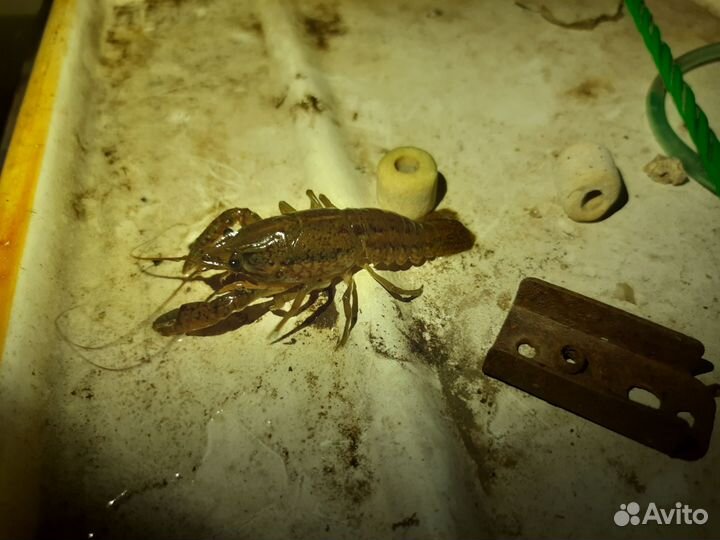 Мраморные раки