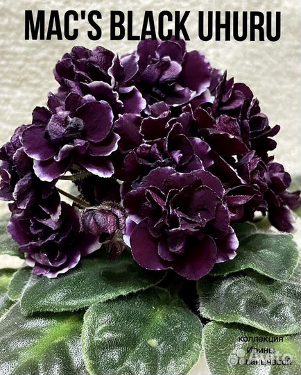 Фиалки лист