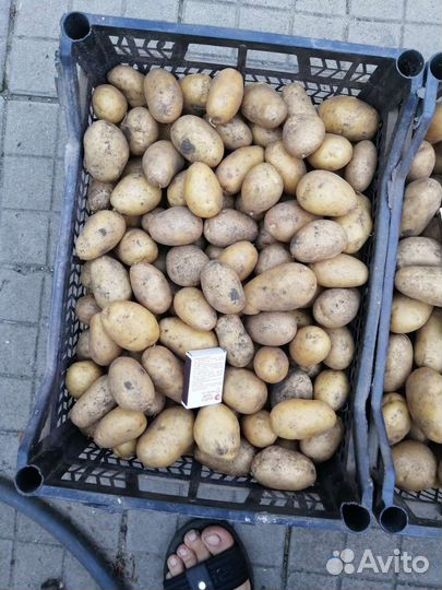Картофель адретта продам