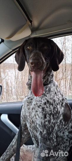 Собака для вязки