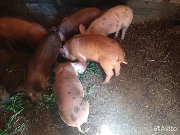 Поросята