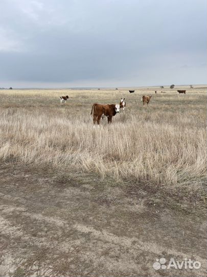 Бычки и телочки
