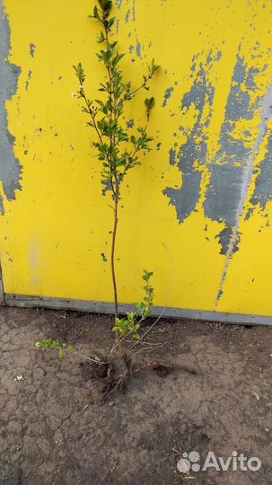 Вишня ашинская