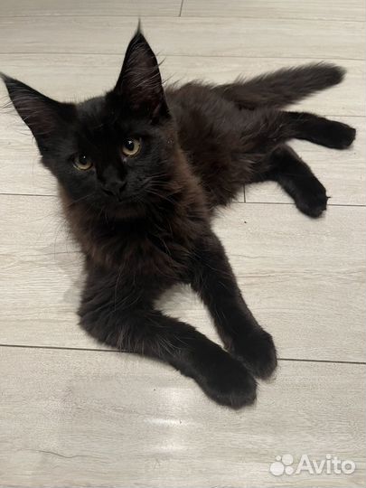 Котята мейн-кун
