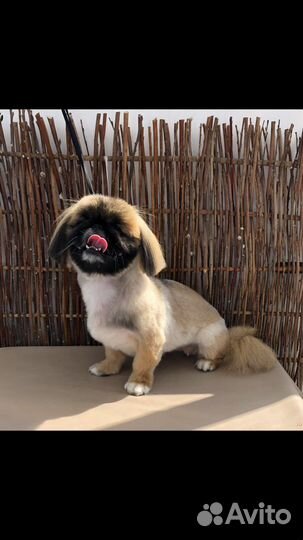 Стрижка собак и кошек.Грумер