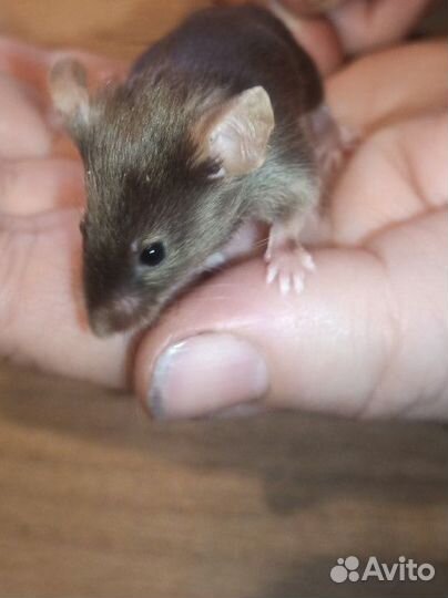 Мышь сатиновая декоративная