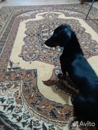 Собака в добрые руки отдам бесплатно